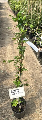 Clematis cirrhosa jingle - clematis,
