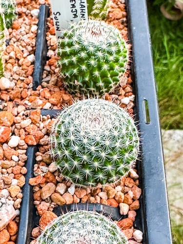 Mammillaria hahniana 489 - mammillaria, ml