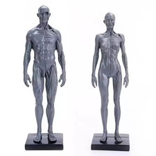 30cm Human Skeleton Anatomical Model Male/Female Anatomy Skull Muscle Bone