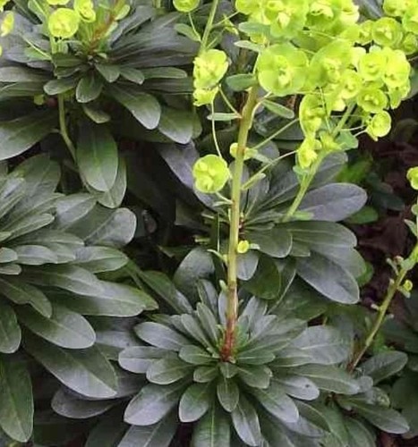 Euphorbia robbiae wood - 2x,