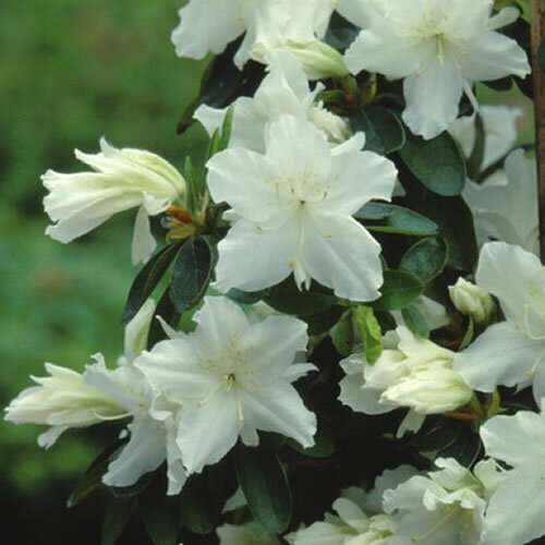 Azalea geisha white - 1,