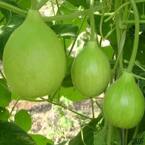 100 genuine bangladeshi - 🌼,