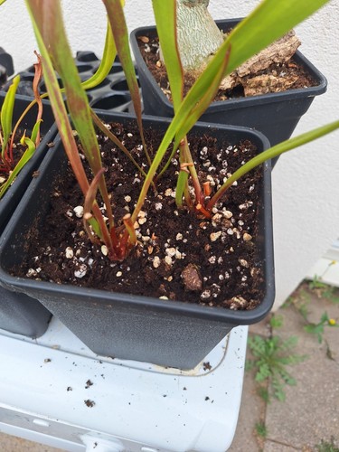 Sarracenia adult plant - sarracenia, large