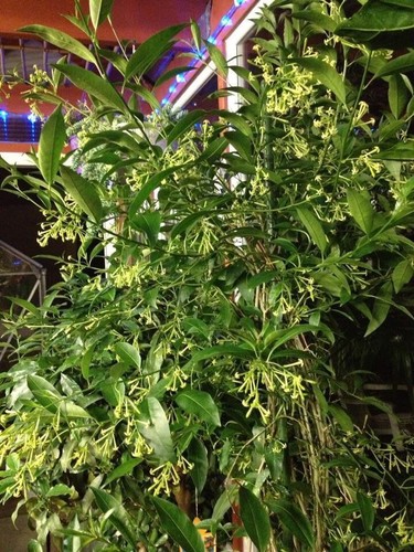 Cestrum nocturnum plant raat - cestrum,