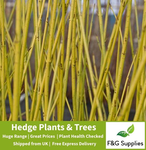 Yellow dogwood ornamental - yellow,