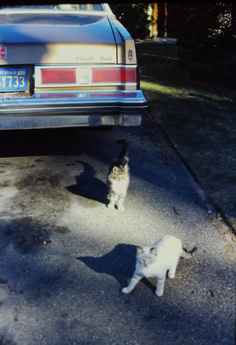 1980s two cats driveway - cats,