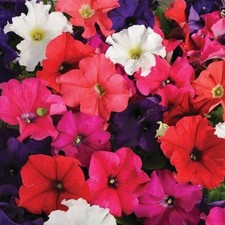 PETUNIA x36 'Frenzy' Trailing Mixed Plug Plants | PRE-ORDER | FREE P&P!
