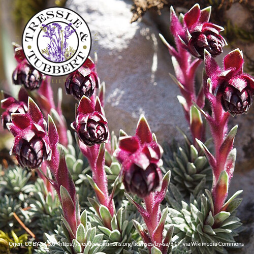 Rare saxifraga sempervivum - rare,