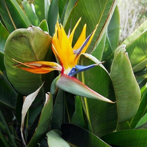 Strelitzia bird paradise - strelitzia,