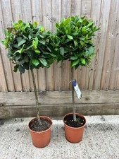 PAIR OF BAY TREES/ LAURUS