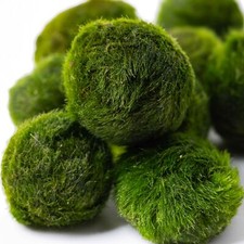 Marimo Moss Balls Mix 5 balls Superior Quality for Aquariums with Java Moss Bett