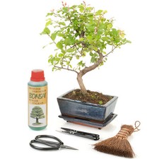 S-Shaped Stem Bonsai Tree With Starter Care Kit | Indoor Gift Plant (15cm Pot)