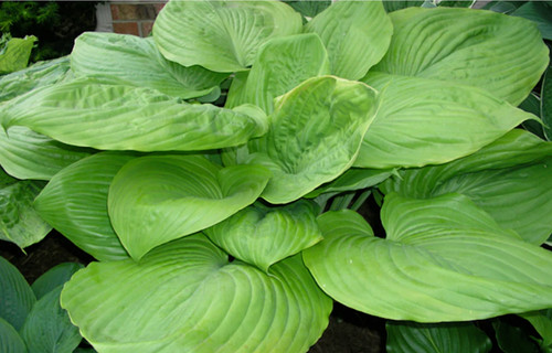 Hosta sum and substance - sum,