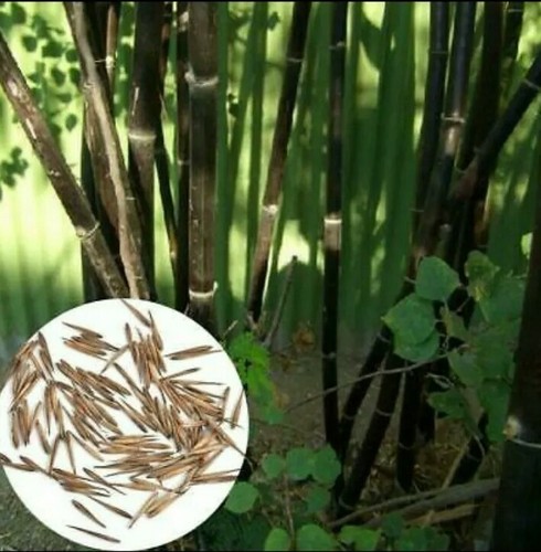 Seeds phyllostachys nigra - 12,