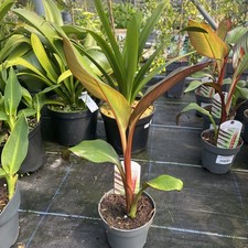 Ensete ventricosum maurellii - ensete,