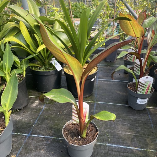 Ensete ventricosum maurellii - ensete,