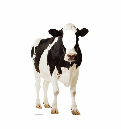 Cow standin life - standin, life-size