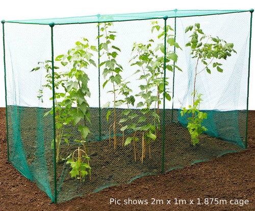 875m high fruit veg - fruit, cage