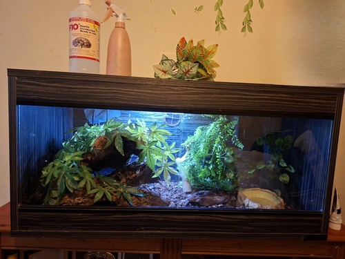 Reptile vivarium with - reptile, all