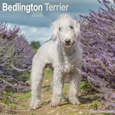 Bedlington Terrier Calendar