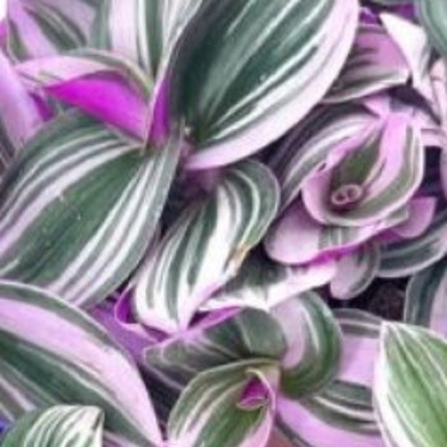 Tradescantia nanouk - 2, х