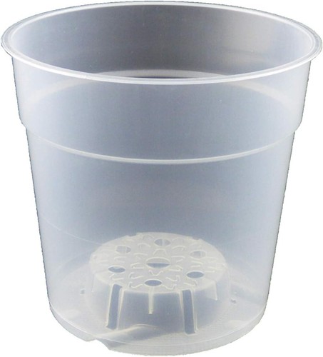 Clear orchid plant - x,