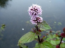 6 x stems Water Mint Mentha aquatica Marginal Pond Plants or Bog plant