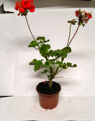 Red geranium - red, (pelargonium)