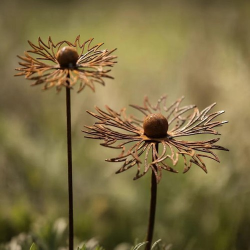 2pcs rusty cornflower - cornflower, garden