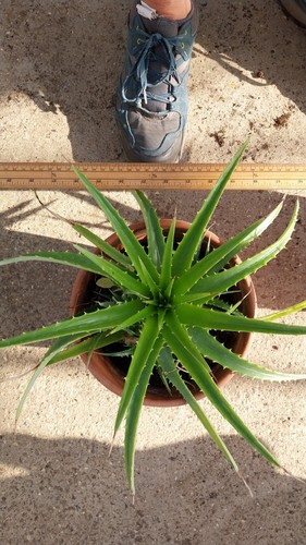 Dyckia rare apportunity - rare,