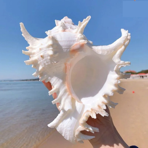 Large white murex - white, ramosus