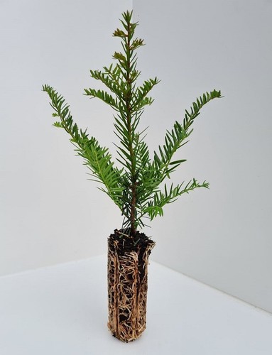 Yew trees 30cm - trees,