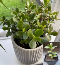 Jade plant (Money Plant) in black 7cm pot