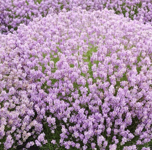 Lavender plug plants - plants, fragrant