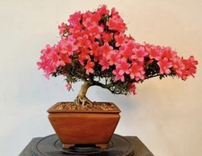 Way Of Life Bonsai Tree