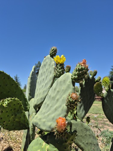 Prickly pear cactus pads - prickly,