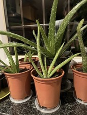 Aloe Vera Plant - Aloe