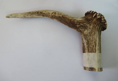 Red deer stag antler - red,