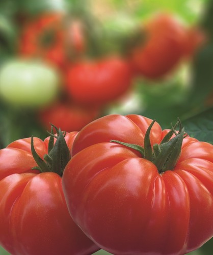 Red beef tomato - red,