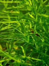 Guppy Grass, Easy Grow