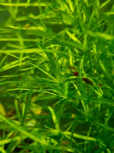 Guppy grass easy grow - guppy, grass,