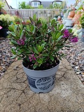2L Purple Flowering Hebe Shrub | 2 L Pot | Evergreen Shrub | Pollinator Friendly