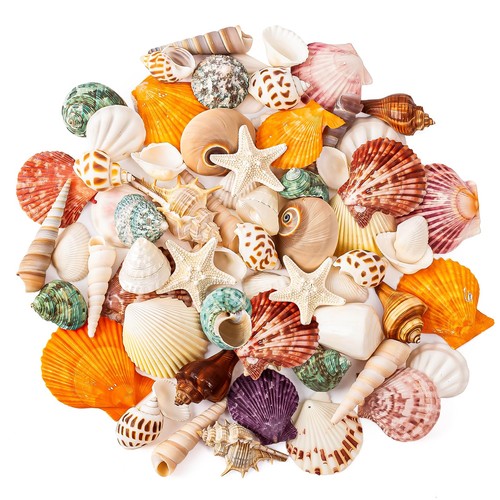 Sea shell mixed ocean shells - shell,