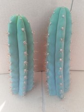 X2 Large Blue Cactus