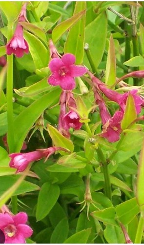 Beesianum jasmine hardy - beesianum, jasmine.