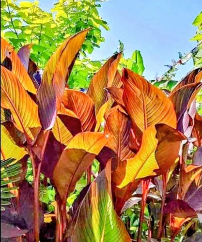 One rhizome canna - rhizome, russian