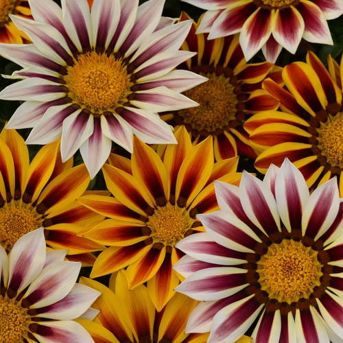 Gazania tiger stripe mix - gazania,