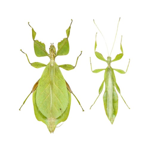 Pair giant leaf - a,