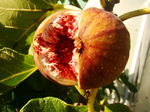 Fig plant ficus - plant,,
