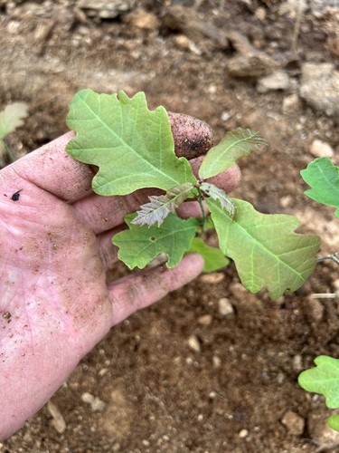 English oak tree - tree, seedlings